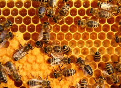 RESUELTO EL ENIGMA DE LA MUERTE MASIVA DE ABEJAS EN EL MUNDO